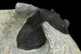 Bargain, Zlichovaspis Trilobite - Nice Eye Facets #119871-4